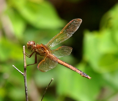 [Side view of the dragonfly as it holds the tip of a bare branch. Its thorax is the same tan as its body.]
